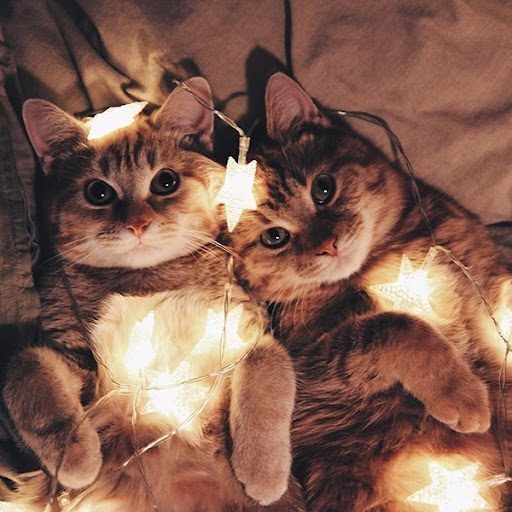 Động Vật Muôn Màu