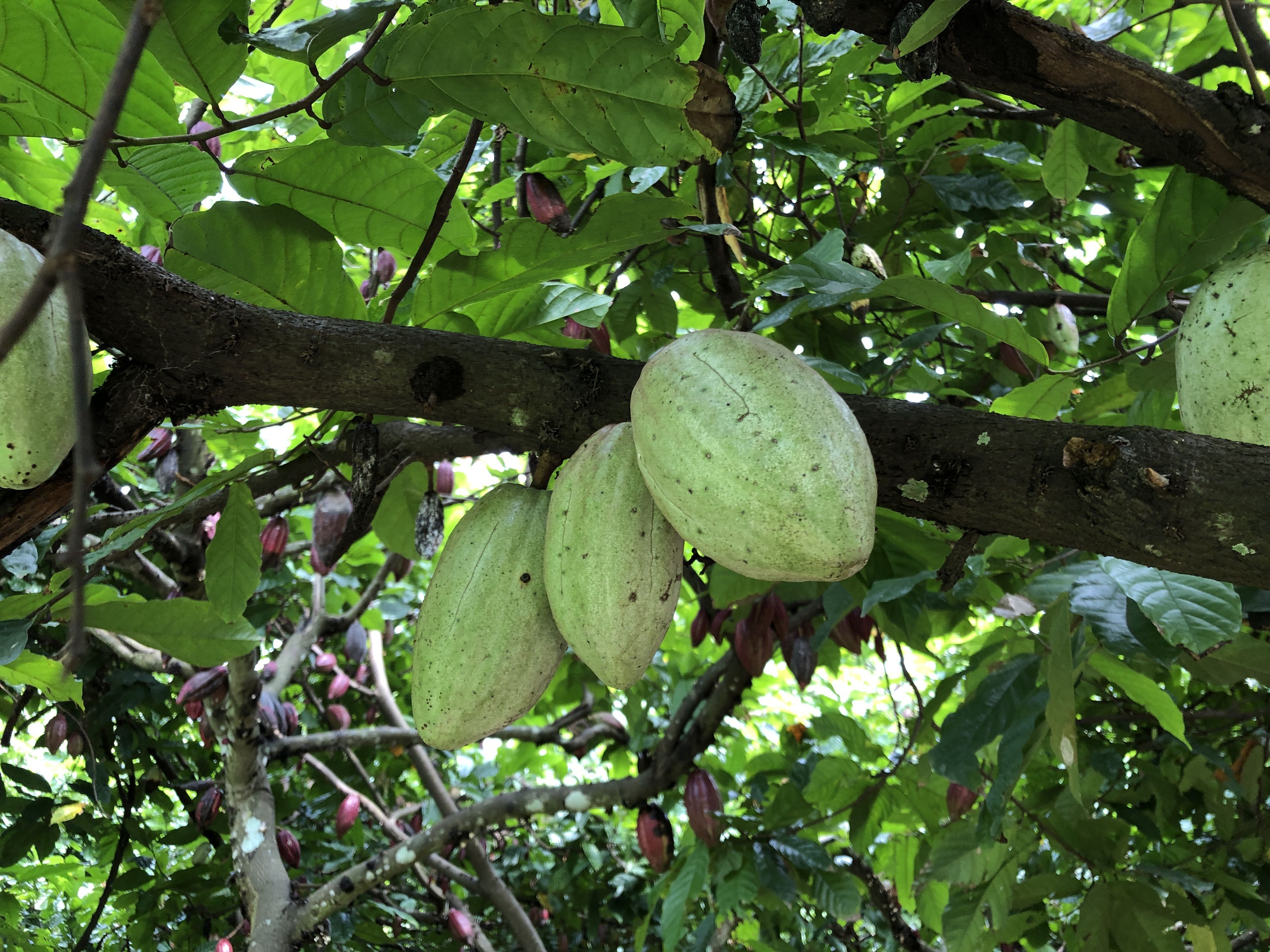 Công ty cổ phần Binon cacao