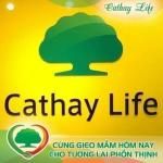 CÔNG TY TNHH BHNT CATHAY