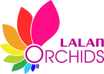 Công ty TNHH Hoa lan Lalan