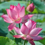 DOANH NGHIỆP TƯ NHÂN HŨU CHINH