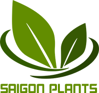 CÔNG TY TNHH SÀI GÒN PLANT