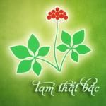 tam thất lào cai