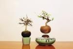 Xưởng bonsai Hà Đông